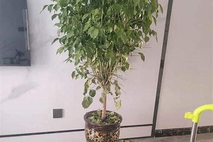 幸福树的养护方法 幸福树怎样养殖