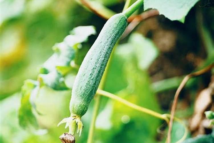 桂花树施什么肥合适