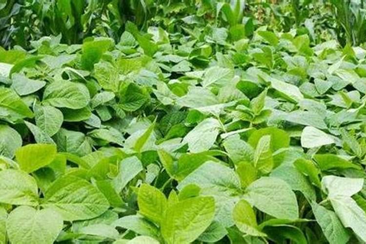 豆角结果期用什么肥料好