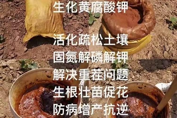 天竺葵浇什么肥料合适