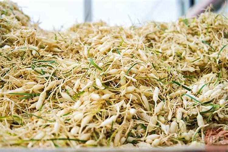 茄子刚长5片叶子就开花了是好还是坏？
