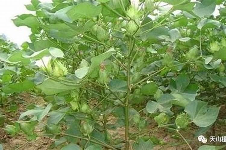 棉花每个生长周期的施肥方案 施肥用一铵还是用二铵