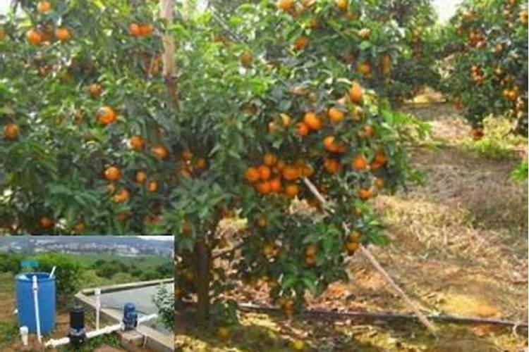 桔子树开花时怎样施肥保果