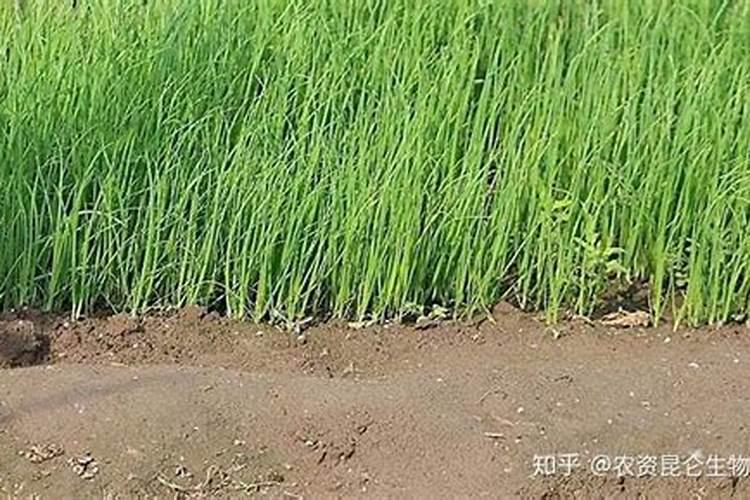 大葱底肥放什么肥(追肥什么肥料最好)