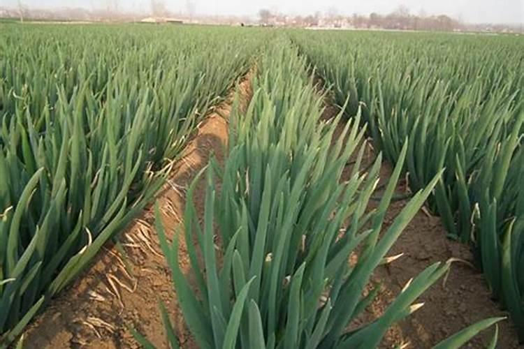 直播水稻什么时间施钾肥二次除草什么时候最好怎么管理？