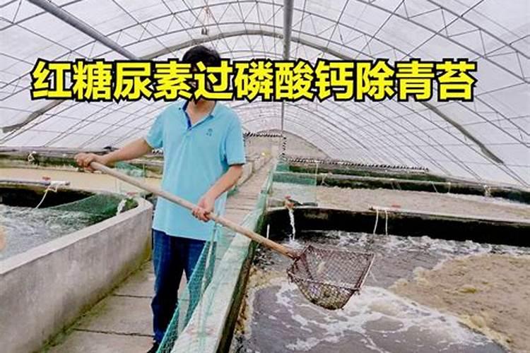 大白菜包心期能喷生根剂吗怎么喷