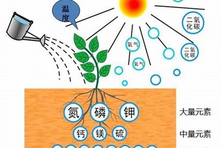 含氯的肥料不适合哪些作物