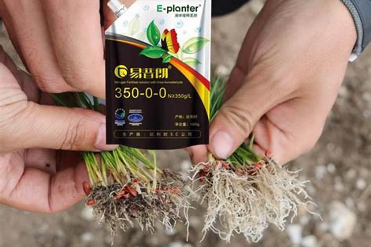 造成茶树衰老的原因衰老茶园的改造