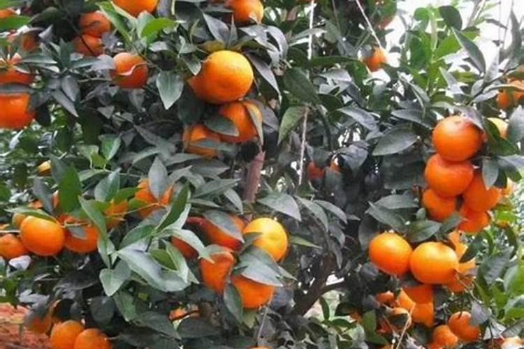 紫玉兰树施什么肥料？