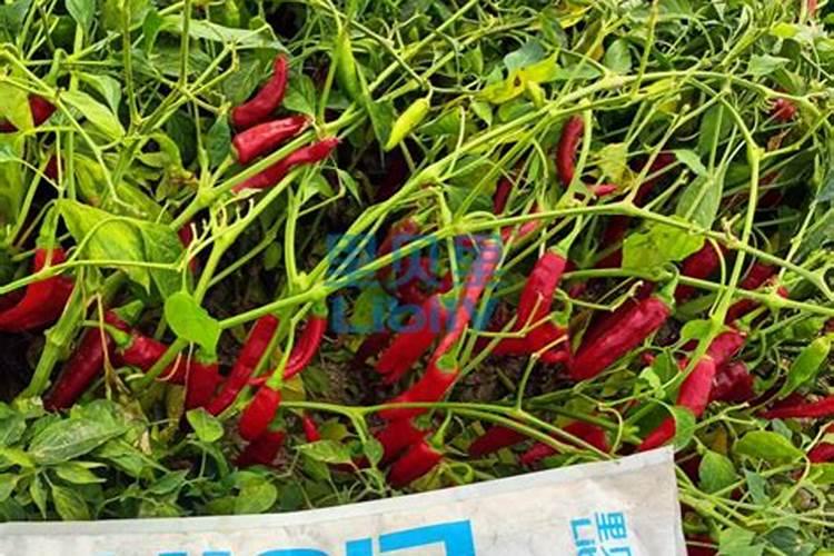 为什么不能在冬至之前砍树或截树枝？