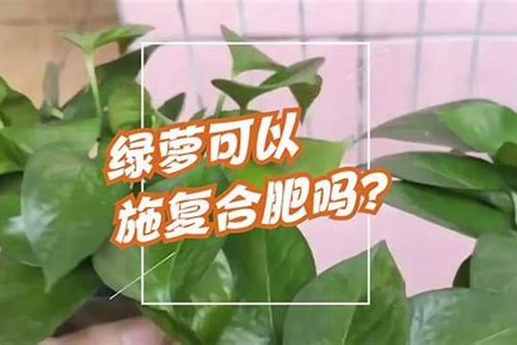 绿萝用什么肥料施肥？绿萝怎么施肥