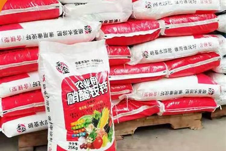 枇杷树移栽后几天看出来成活