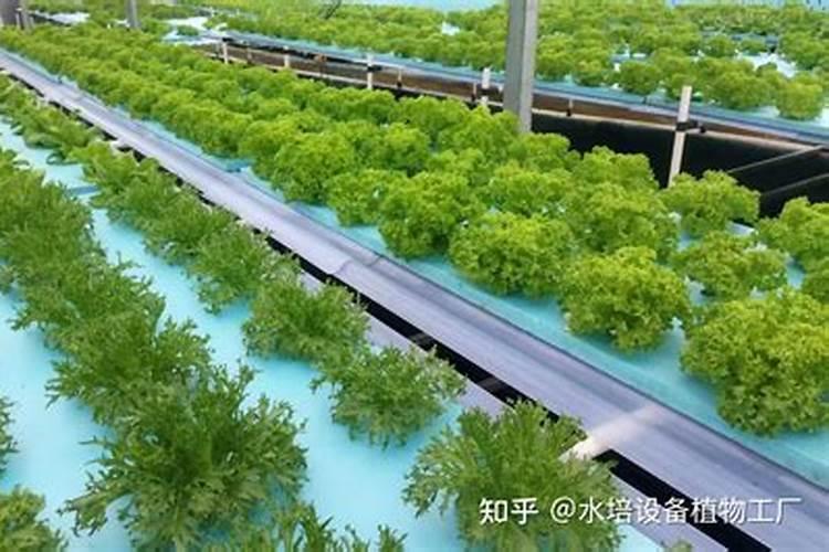 云南杉树种植哪里最多？
