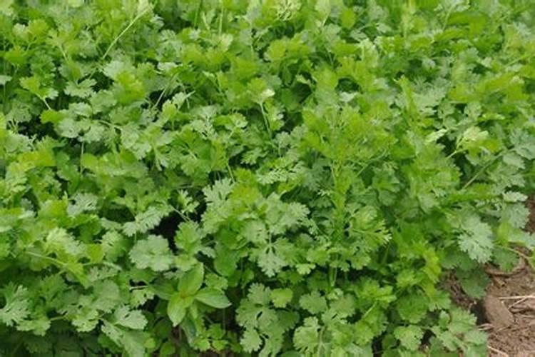 香菜控旺用什么药比较好