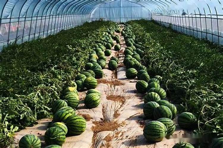 磷肥适合哪些蔬菜