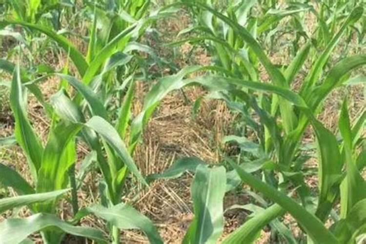油菜该怎么施磷肥呢？油菜磷肥使用注意事项有哪些？