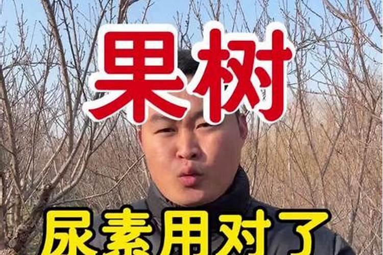 杨树用复合肥还是尿素好？