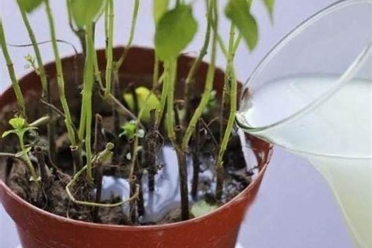 腐植酸有什么作用？腐植酸肥料的使用标准是什么？