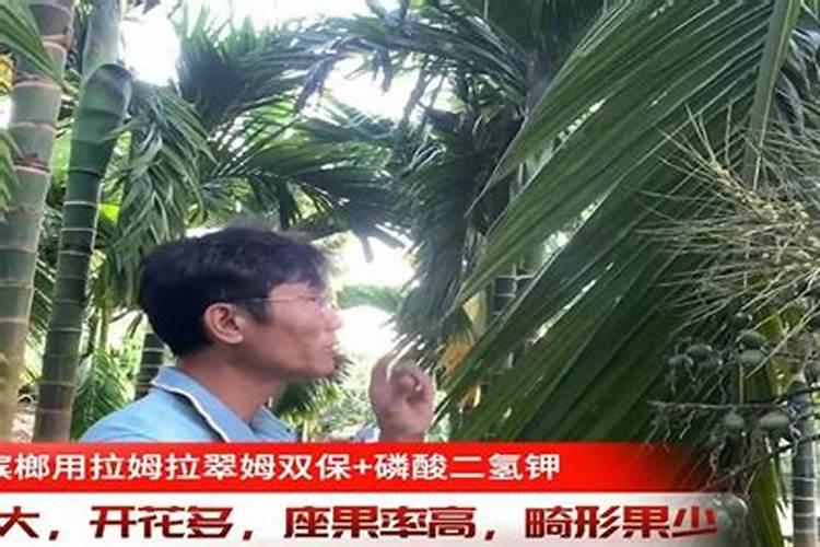 叶将可以喷在槟榔叶面吗