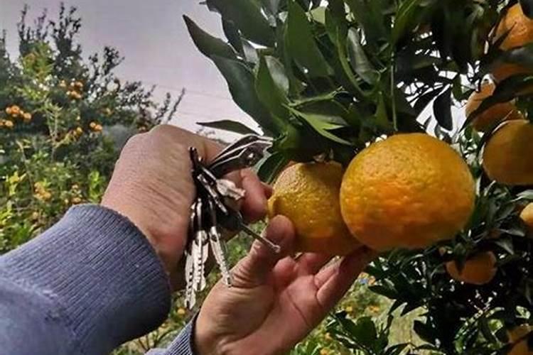 新移栽的枇杷树落枯叶了怎么办？