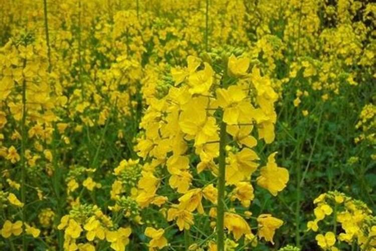 油菜花期管理与施肥