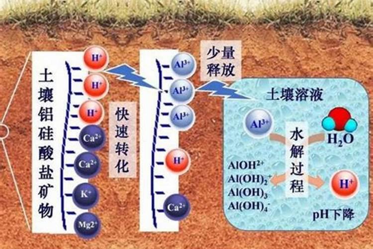 多肉植物用什么肥料