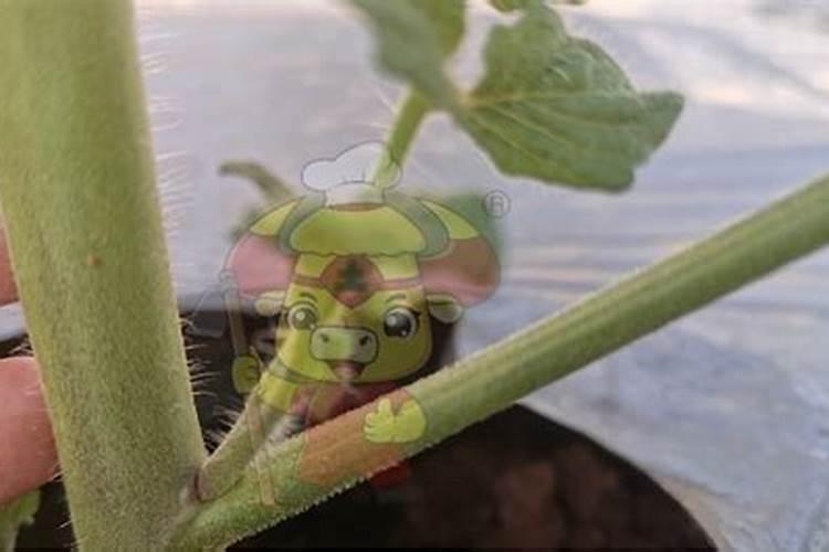 小番茄开第二穗花冲平衡肥可以吗？