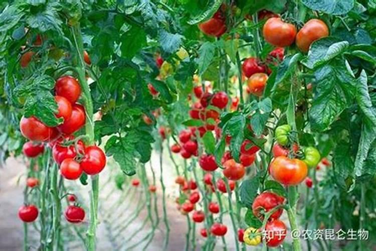 杨梅树施硼肥起什么作用 硼肥的使用方法