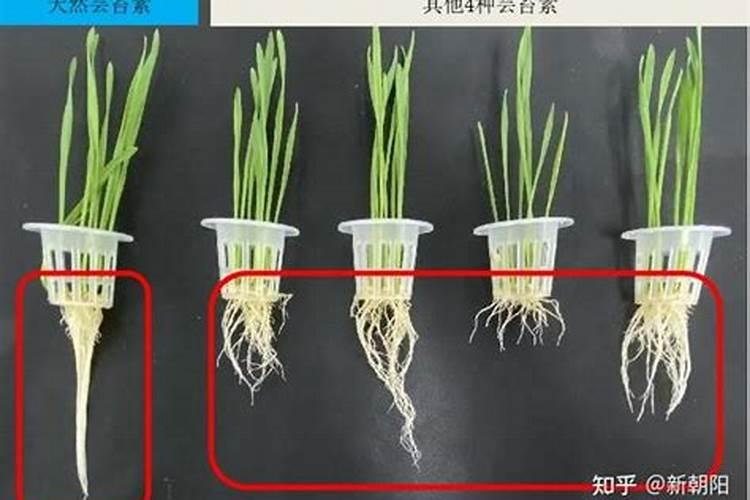 水稻返青肥什么时候用 肥料选择什么好