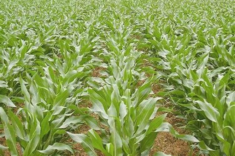 玉米一次性施肥氮磷钾怎么配合