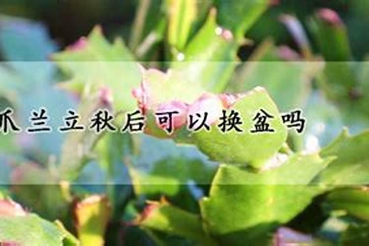 立秋什么时候可以给蟹爪兰施肥