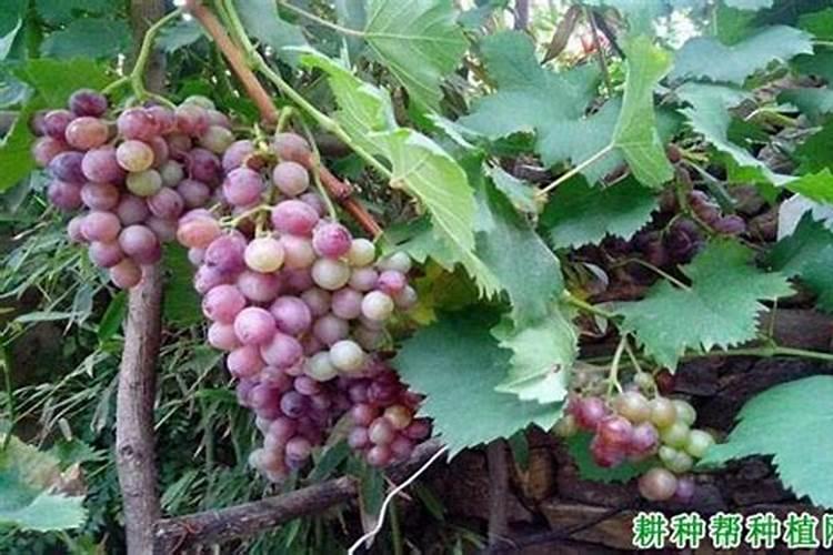 葡萄的施肥时期和方法