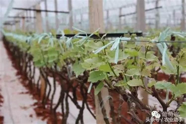 第一年新种的葡萄苗该施什么肥料