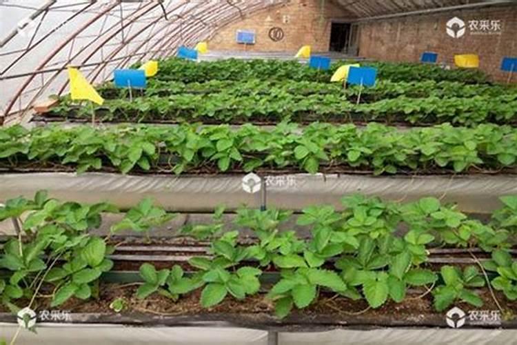 硼肥有哪些作用 硼肥的9大施用误区