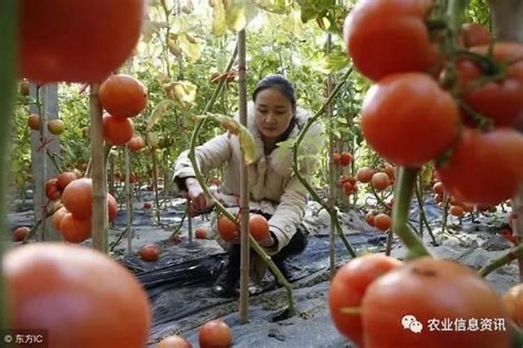 番茄什么时候冲钙肥好 注意事项有哪些