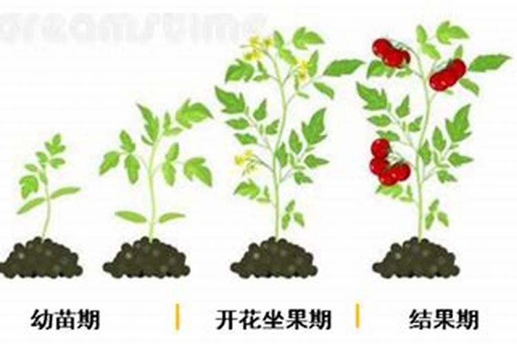 番茄第一次追肥用什么肥最好