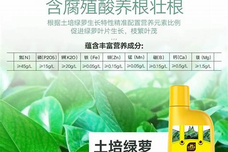 龙须树怎么养才能更旺盛