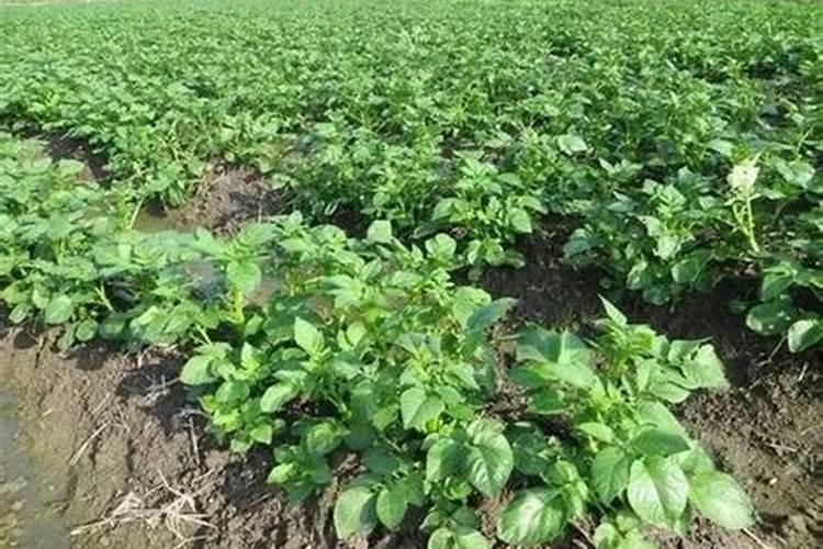 种植马铃薯怎样喷施叶面肥？马铃薯什么时候要喷施叶面肥？
