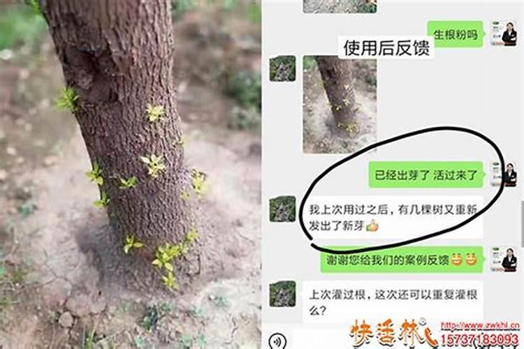 植物营养液的正确使用方法