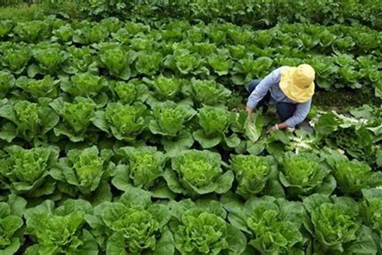 蔬菜用什么肥料最好