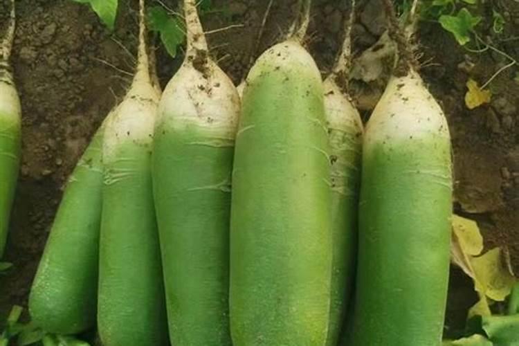 大白萝卜种植时间和方法
