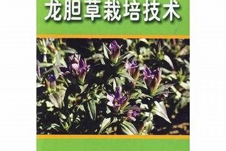 种植龙胆草要做好这五步,用好技巧就能大丰收