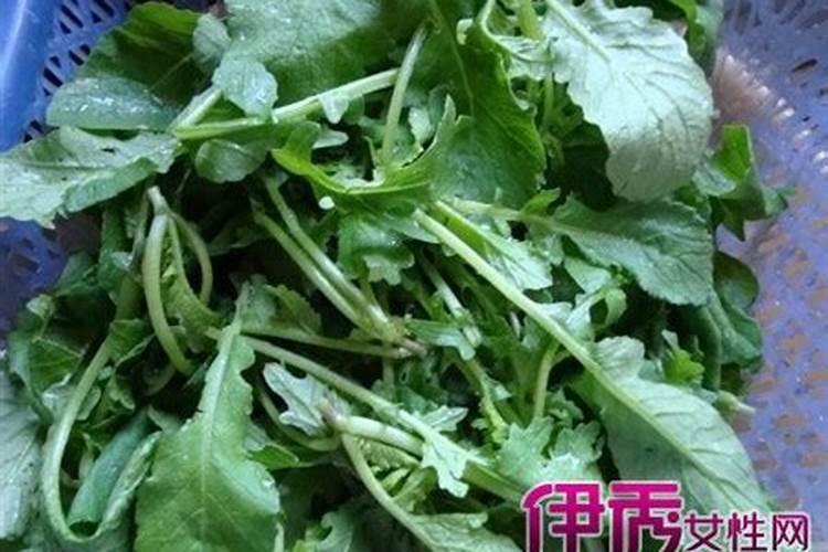 种的萝卜苗追什么肥比较好(种萝卜应该施加什么肥料)