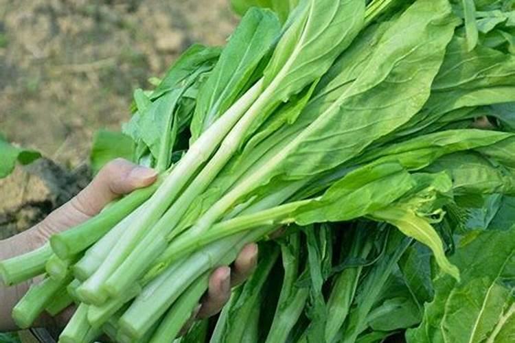 大白菜包心期能喷生根剂吗怎么喷