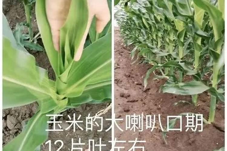 鱼粉虾粉能钓鱼吗