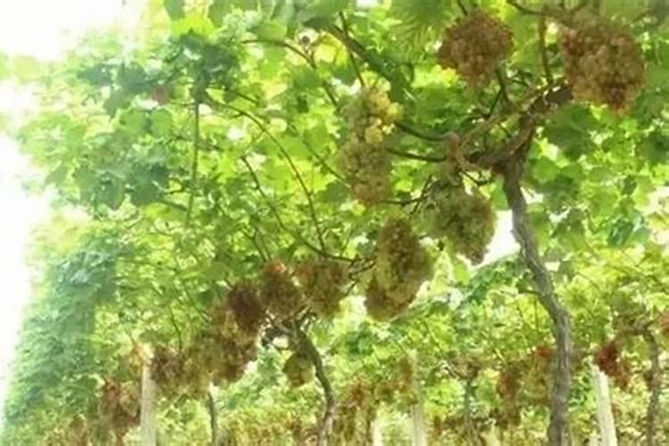 土豆出苗后多久施肥 土豆出苗后如何施肥