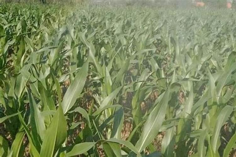 玉米追肥是雨前还是雨后好？什么时候是最佳的追肥时间？