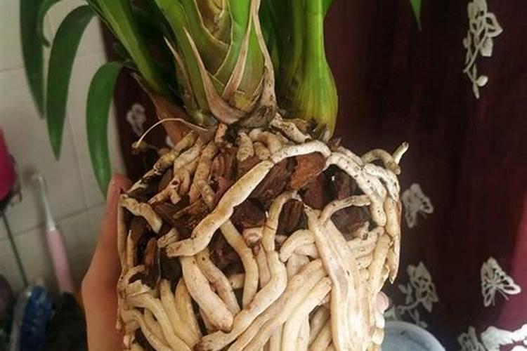 磷肥对植物的效果