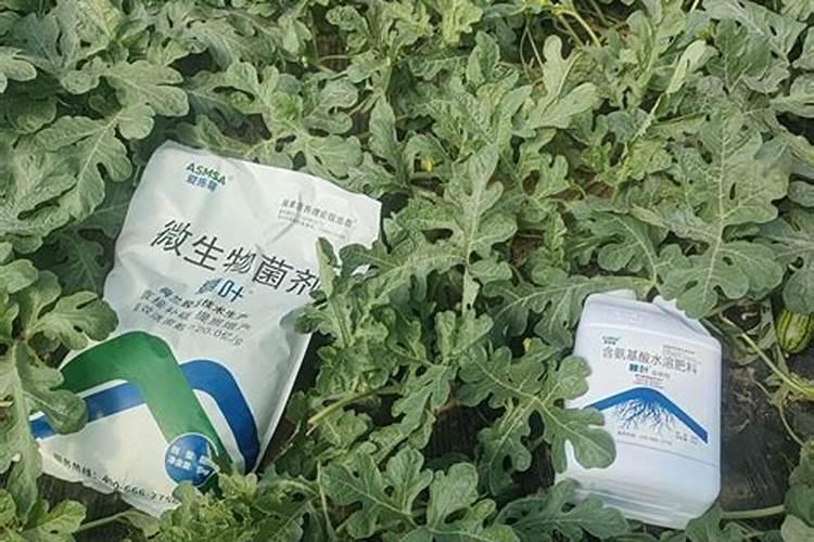 氮肥适合浇什么花