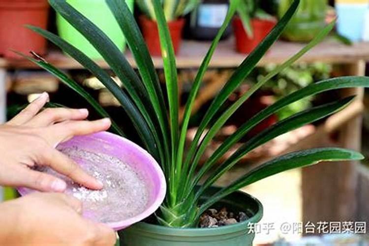 花使什么肥料叶子大(花卉用什么叶面肥)